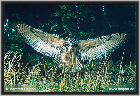 zurck zur Kategorie-bersicht