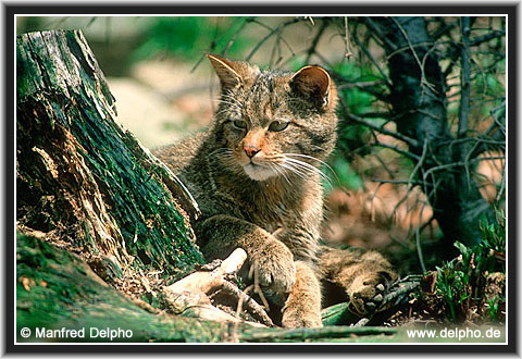 zurck zur Kategorie-bersicht