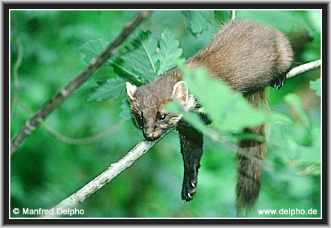 zurck zur Kategorie-bersicht
