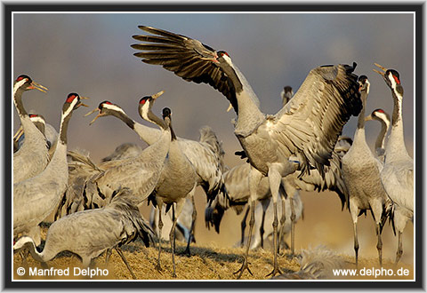 zurck zur Kategorie-bersicht