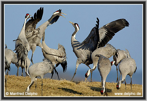 zurck zur Kategorie-bersicht