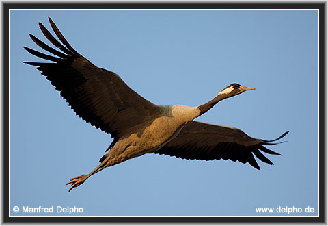 back to the Category Overview