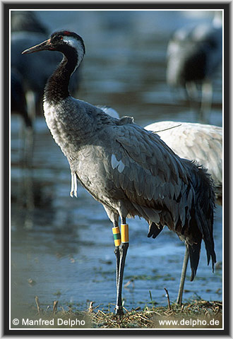 zurck zur Kategorie-bersicht