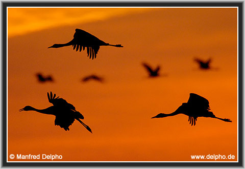 back to the Category Overview