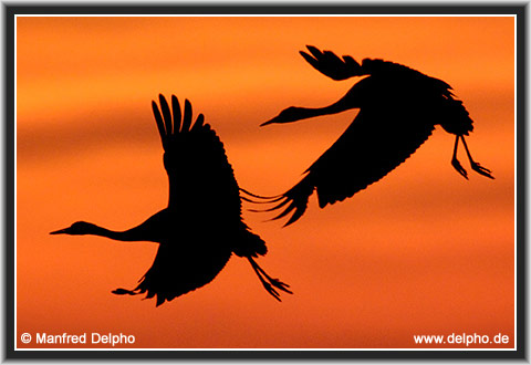 back to the Category Overview