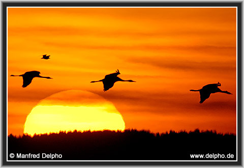 back to the Category Overview