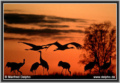 zurck zur Kategorie-bersicht