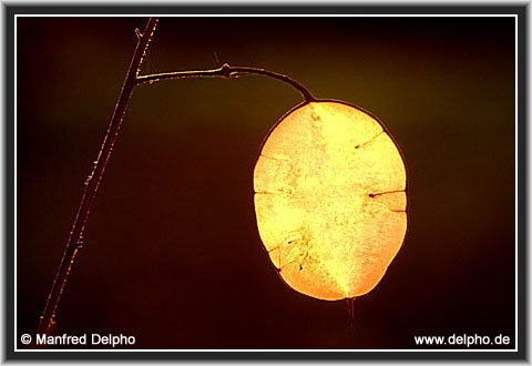 zurck zur Kategorie-bersicht