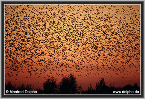 zurck zur Kategorie-bersicht