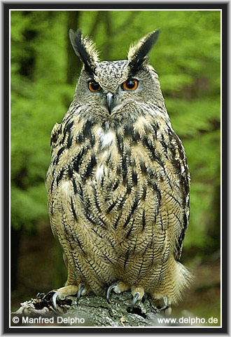 zurck zur Kategorie-bersicht