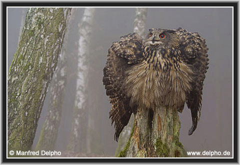 zurck zur Kategorie-bersicht
