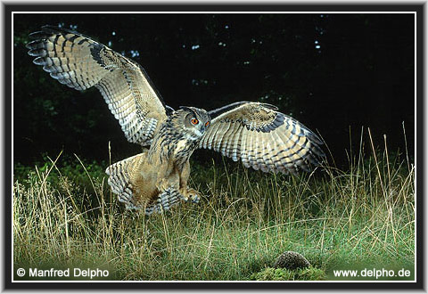 zurck zur Kategorie-bersicht