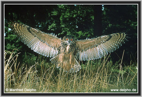 zurck zur Kategorie-bersicht
