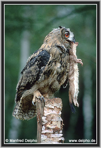 zurck zur Kategorie-bersicht