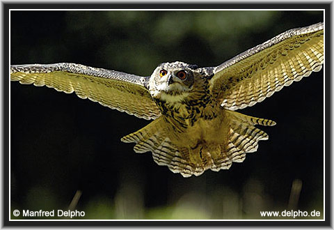 zurck zur Kategorie-bersicht