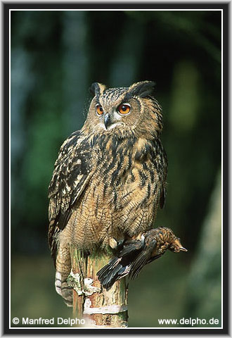 zurck zur Kategorie-bersicht