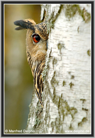 zurck zur Kategorie-bersicht