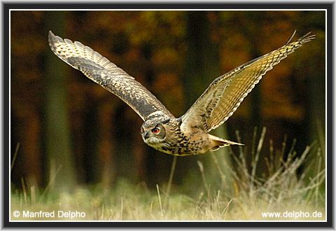 zurck zur Kategorie-bersicht
