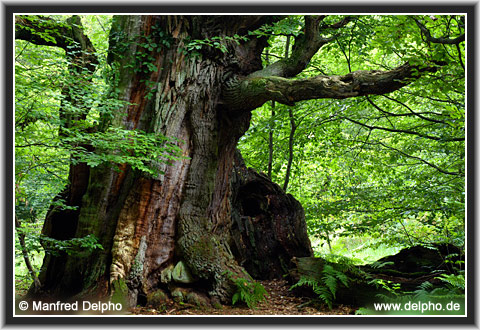 zurck zur Kategorie-bersicht