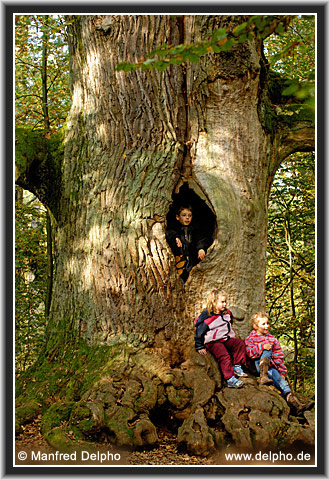 zurck zur Kategorie-bersicht