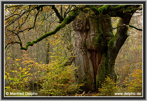 zurck zur Kategorie-bersicht
