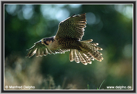 zurck zur Kategorie-bersicht