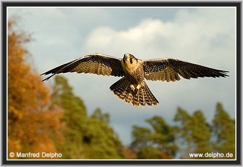 zurck zur Kategorie-bersicht