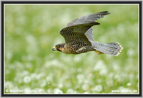 zurck zur Kategorie-bersicht