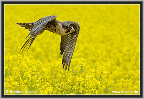 zurck zur Kategorie-bersicht