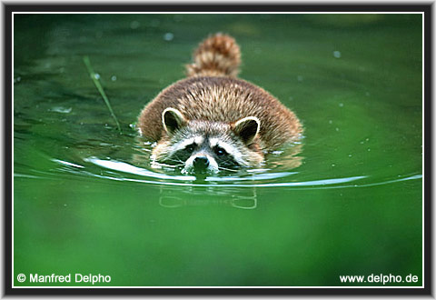 back to the Category Overview