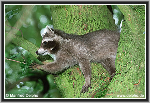 back to the Category Overview