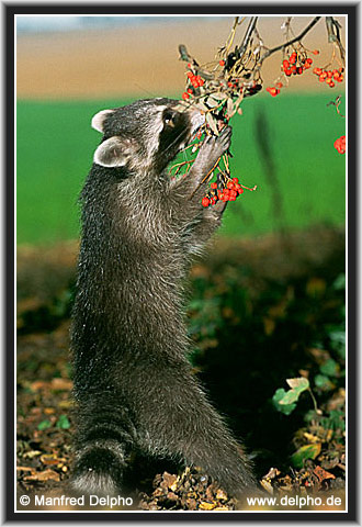 back to the Category Overview