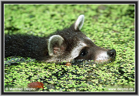 back to the Category Overview