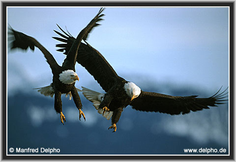 zurck zur Kategorie-bersicht