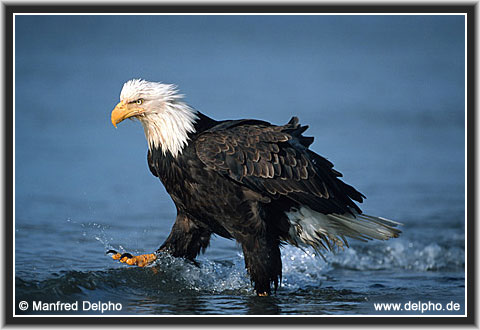 back to the Category Overview