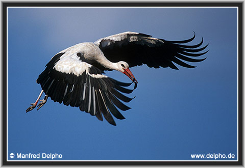 back to the Category Overview