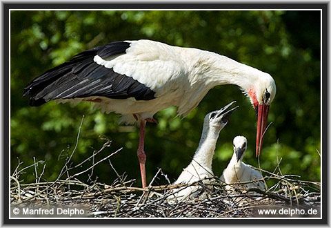 zurck zur Kategorie-bersicht