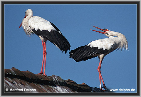 zurck zur Kategorie-bersicht
