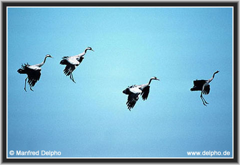 back to the Category Overview