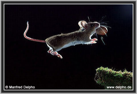 back to the Category Overview