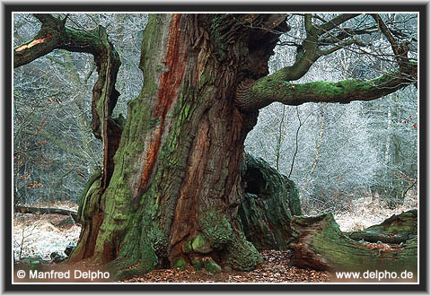 zurck zur Kategorie-bersicht