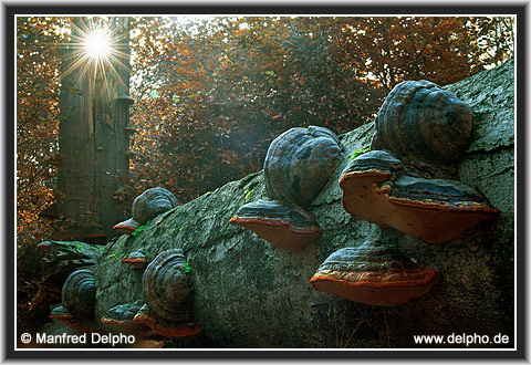 zur�ck zur Kategorie-�bersicht