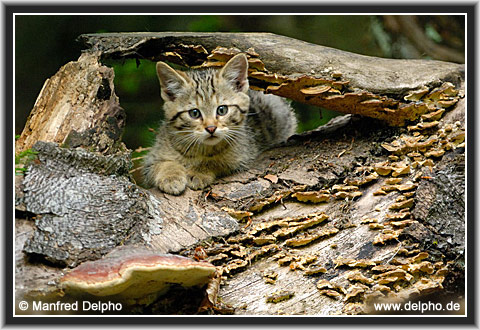 zurck zur Kategorie-bersicht