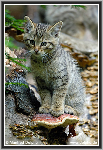 zurck zur Kategorie-bersicht