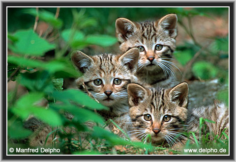 zurck zur Kategorie-bersicht