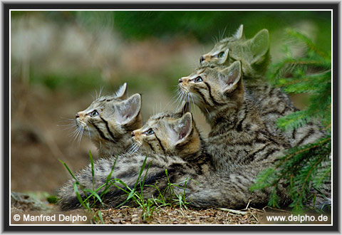 zurck zur Kategorie-bersicht