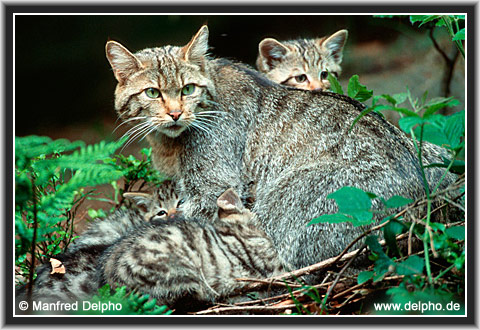 zurck zur Kategorie-bersicht
