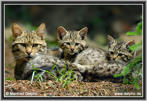 zurck zur Kategorie-bersicht