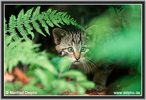 zurck zur Kategorie-bersicht