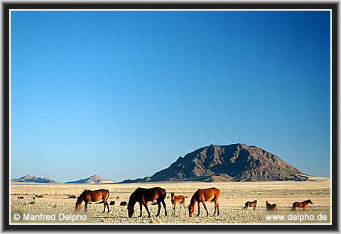 zurck zur Kategorie-bersicht